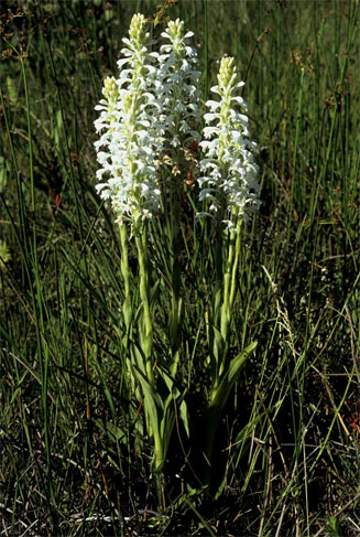 Satyrium hallackii