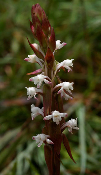 Satyrium longicauda