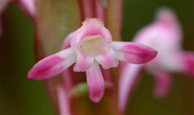 Satyrium longicauda