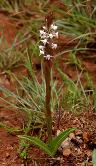 Satyrium longicauda