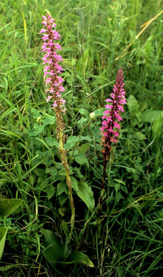 Satyrium macrophyllum
