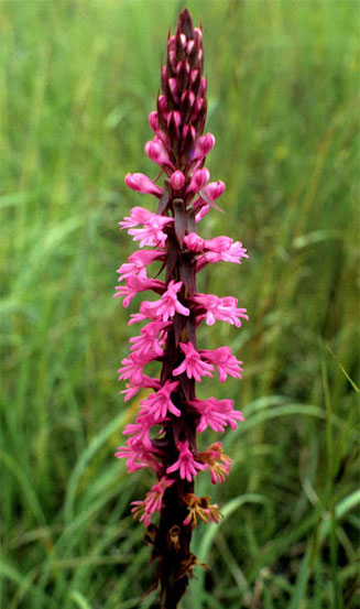Satyrium macrophyllum