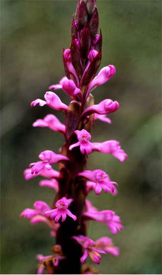 Satyrium macrophyllum