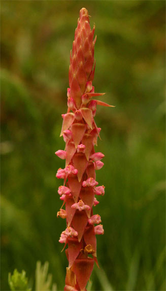 Satyrium neglectum