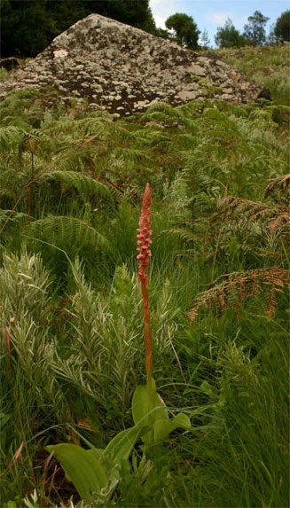 Satyrium neglectum