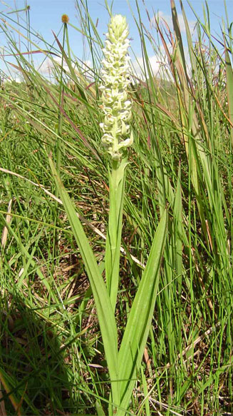 Satyrium trinerve