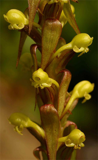 Satyrium volkensii
