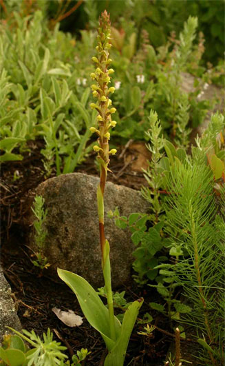 Satyrium volkensii