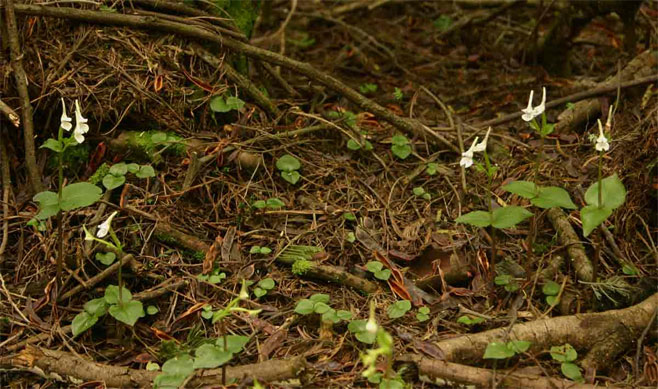 Disperis anthoceros