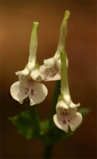 Disperis anthoceros