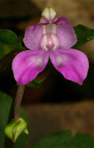 Disperis dicerochila