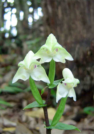 Disperis lindleyana
