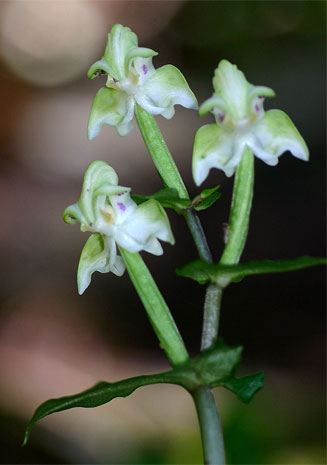 Disperis lindleyana