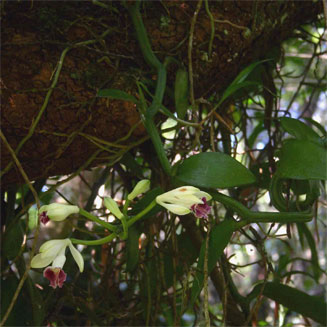 Vanilla polylepis