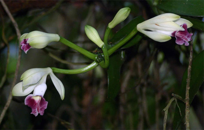 Vanilla polylepis