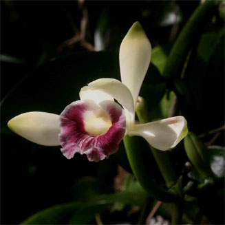 Vanilla polylepis