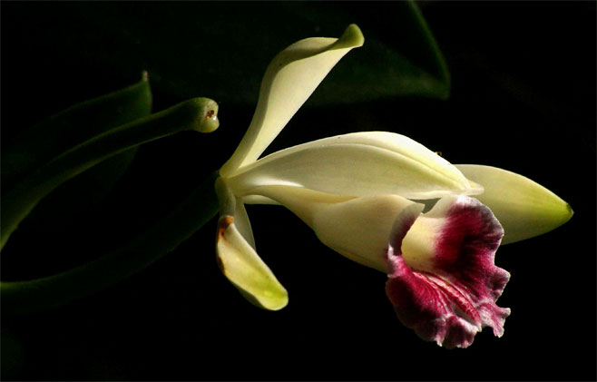 Vanilla polylepis