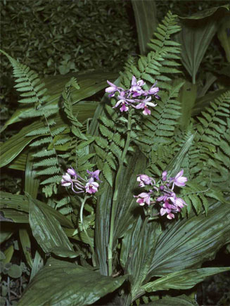 Calanthe sylvatica