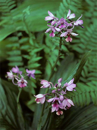 Calanthe sylvatica