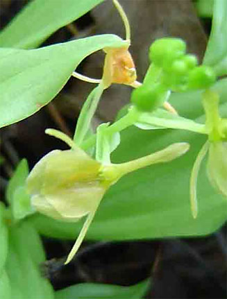 Liparis bowkeri