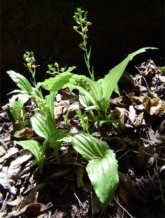 Liparis bowkeri