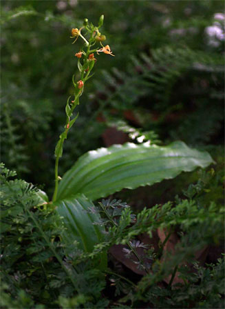 Liparis bowkeri