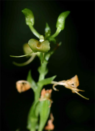 Liparis bowkeri