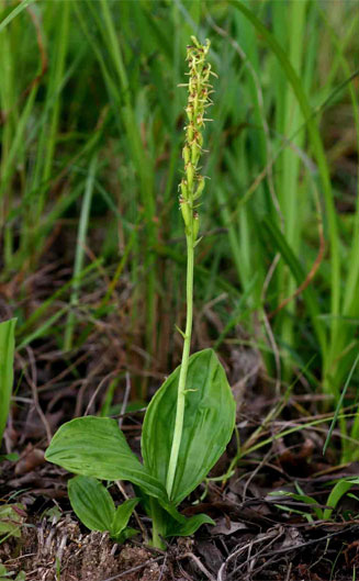 Liparis nervosa
