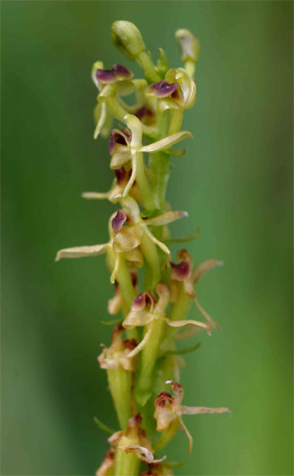 Liparis nervosa