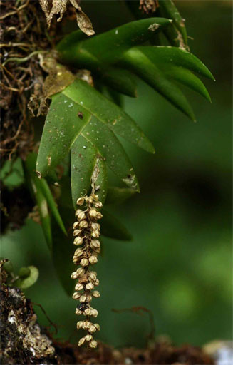 Oberonia disticha