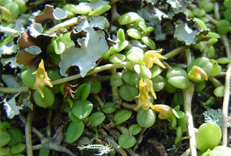 Stolzia repens