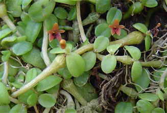 Stolzia repens