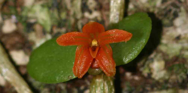 Stolzia repens