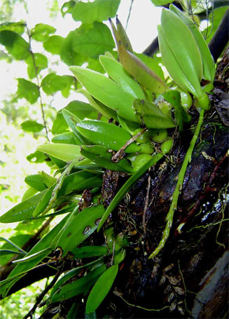 Bulbophyllum ballii 