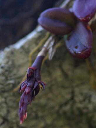 Bulbophyllum elliotii