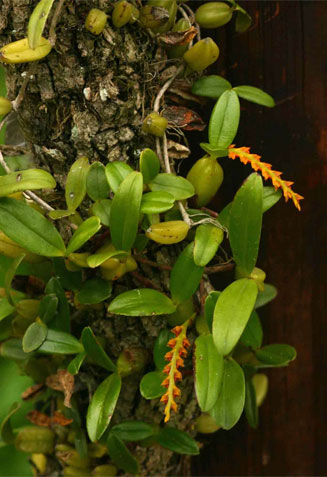 Bulbophyllum melinostachyum