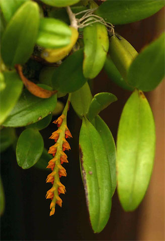 Bulbophyllum melinostachyum