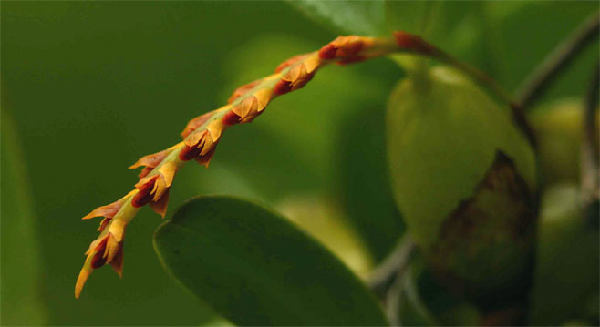 Bulbophyllum melinostachyum