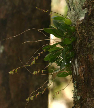Bulbophyllum intertextum