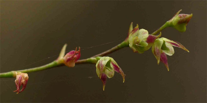 Bulbophyllum intertextum