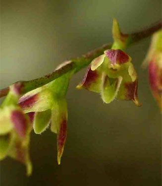 Bulbophyllum intertextum