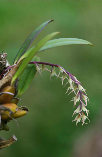 Bulbophyllum josephi