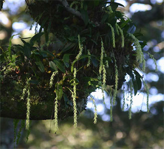 Bulbophyllum josephi
