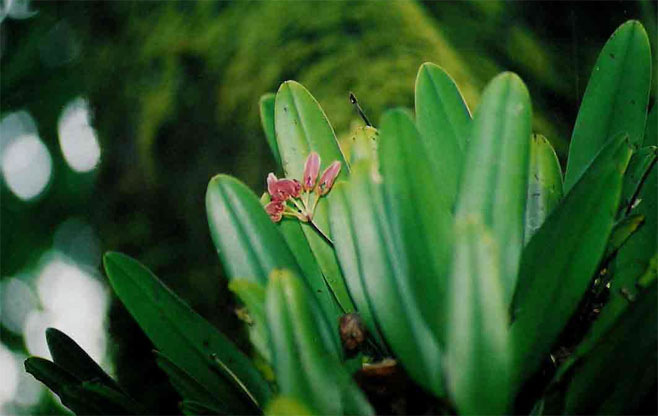 Bulbophyllum longiflorum