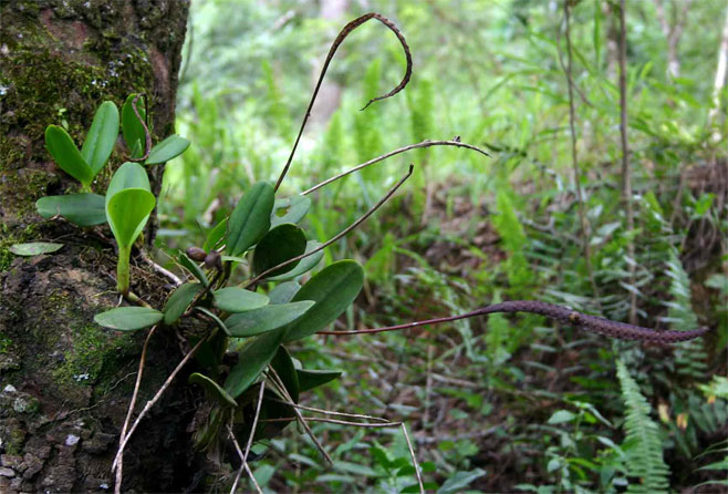 Bulbophyllum maximum