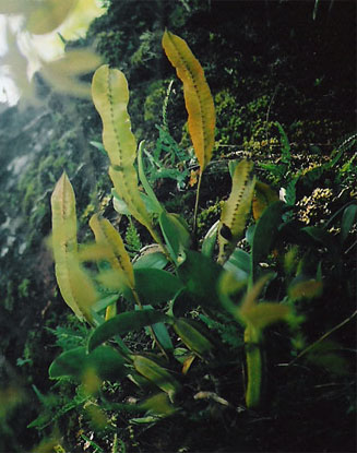Bulbophyllum maximum