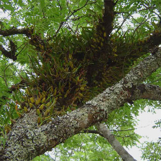 Bulbophyllum sandersonii
