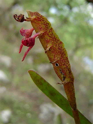 Bulbophyllum sandersonii