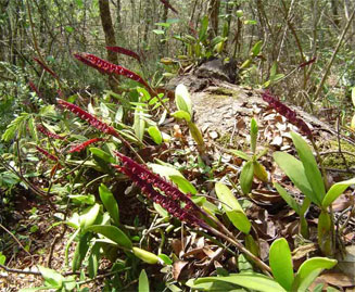 Bulbophyllum scaberulum