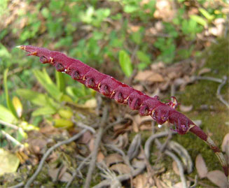 Bulbophyllum scaberulum